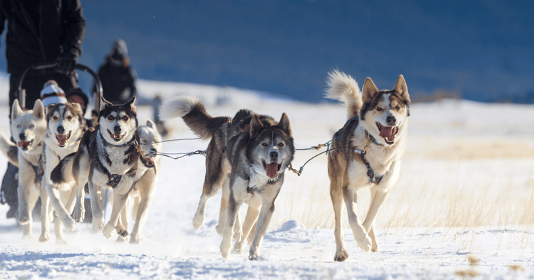 Sled dog team in the snow of the 3 Valleys